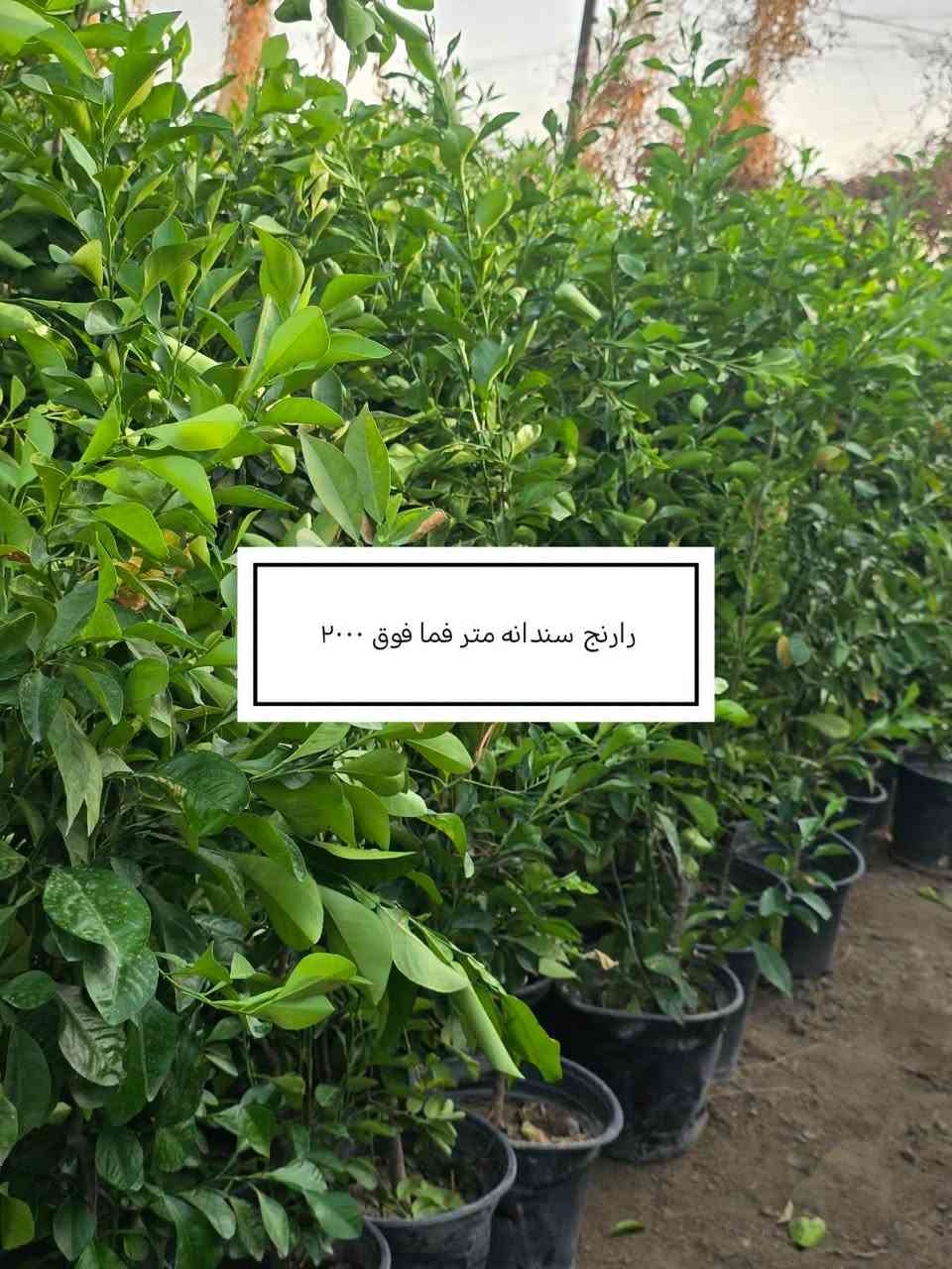 السلام عليكم ورحمة الله وبركاته
 موسم خير وبركة 

إخواني الكرام
الفقرات الجديدة
المتوفرة حاليا

للاستفسار أو لمعرفة الموقع بشكل أدق، راسلونا على الواتساب:

📞 ***********
📞 ***********

نوفّر لكم أفضل الأصناف من حيث الجودة والنوعية.

📍 العنوان:
بغداد – اليوسفية – الرضوانية الشرقية
طريق معمل زينب – ثالث مشتل 
مكتوب على الباب مشتل الرضوانية
مجاور محطة الخليج لغسل السيارات.

🔹 البيع جملة
🔹 من يرغب بالشراء مفرد يمكنه الحضور إلى المشتل والاختيار بنفسه.
🔹 لا يوجد توصيل للمفرد.
🔹 توصيل الجملة فقط بسيارات حمل بالأجرة ويتم الاتفاق مباشرة مع سائق النقل.

🚚 رقم سائق النقل:
***********

📞 أرقام المشتل:
*********** (واتساب)
***********

🌳 الأسعار والأنواع
1- كابرس متر ونص   1000🪴
2- دم العاشق كويتي سندانه    1000🪴
3- جورنته ليموني  2000🪴
4-شبوي ليلي خشن ارتفاع متر  2000🌺
5-ددونيه نص متر  750🪴
6-أكاسيه عراقيه  متر فما فوق  2000🪴
7- ياس عراقي خشن  1500🪴
8-ياس أيطالي  1500 🪴
9- ورد جوري عراقي  2000🌺
10- ورد رازقي 2500🌺
11-سرو أيطالي الارتفاع متر ونص5000🪴
12- ورد القهوه اقل من متر 10000🌺
13-سدر تايلندي خشن 9000🌴
14- عفص 7000🌲
15- كاردينيا 8000🌺
16-متسلق ياسمين احمر هندي  عطري  الارتفاع متر ونص  8500🌺
17- جاكرنده البنفسجيه  5000🪻
18-  كالبتوز عملاق ٣ متر  2000
19-كالبتوز متر وربع 1000
20-رارنج عملاق عمر سبع سنوات تنكه ٢٠الف
21-عين البزون نص متر فما فوق 1000
22-دفله خشنه متر ونص سندانه 2000
24-لالنكي متر وسبعين فما فوق 4000
24-برتقال متر وربع إلى متر ونص 3500
25-نومي حامض عراقي متر وربع إلى متر ونص
      3500
26-بخَر سندانه 2000
27-منكه مصريا ,مطعمهمتر ونص فما فوق
       18000.
28-فكس سندانه ٨٠ سم فما فوق  2000
29-اكاسيا مصريا عملاقه ٣ إلى ٤ متر 8000
30-رارنج سندانه متر فما فوق 2000
31-نومي حامض عراقي متر فما فوق سندانه
      3000

📍 موقع المشتل على الخريطة:
https://maps.app.goo.gl/EfkBiYR7ezQDtA6v5

حياكم الله وتشرفونا بزيارتكم 🌿

📍 موقع المشتل على الخريطة:
https://maps.app.goo.gl/EfkBiYR7ezQDtA6v5

حياكم الله وتشرفونا بزيارتكم 🌿

نص مكتوب في الصور:
- اكاسيا مصريا عملاقه ٨٠٠٠
- كالبنوز عملاق مترين ونص إلى ٣ ونس ٢٠٠٠
- منكه مصريا مطعمه ١٨٠٠٠
- رارنج سندانه متر فما فوق ۲۰۰۰
- بخور ۲۰۰۰
- شتلات فكس سندانه ٢٠٠٠
- عين البزون نص متر فما فوق ١٠٠٠
- لومي حامض عراقي ٣٠٠٠
- جورنتا ليموني ٢٠٠٠