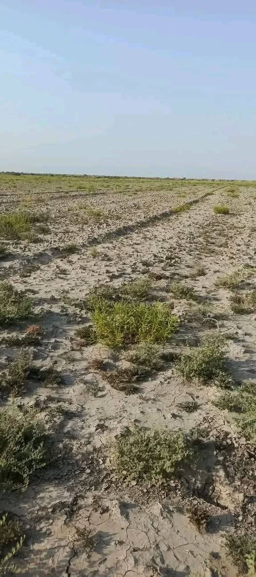 ٢٠دونم • عقد كاع • جامعة بابل