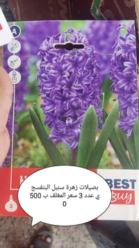 مغلفات زهور • بصيلات نرجس • موصل البلديات