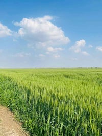 ١٥ دونم • طابو زراعي • سند ٢٥