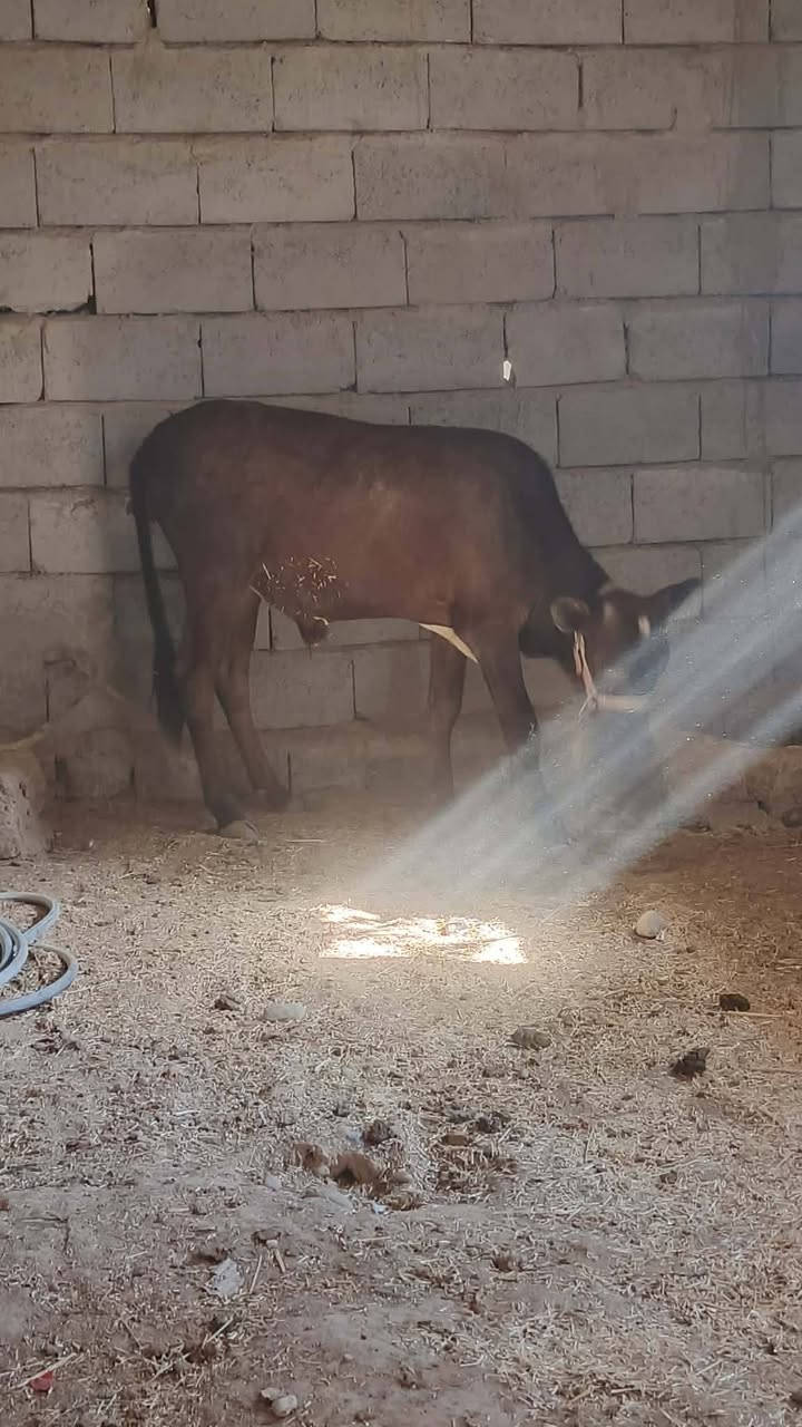 للبيع حولي خشن شجه طويل جنس اصلي يرهم ربط وجنيه وشرط النصاحه السعر مليون و 380 وبي مجال قليل الاستفسار الاتصال على الرقم ***********  موجود توصيل حسب الاتفاق المكان الهيجل اجميله عنك الهوى

