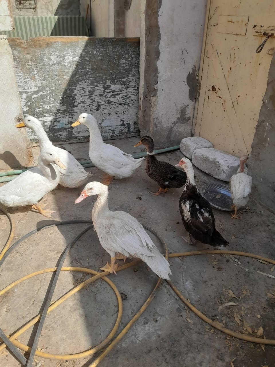 النجف • دجاج للبيع