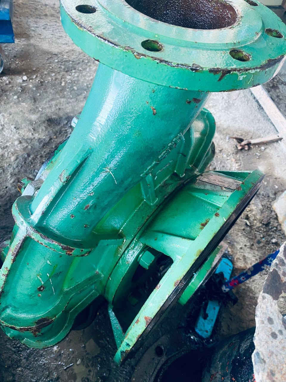 خنزيرة فايق ١٠ ب١٢ خنزيرة هندي ١٠ب١٠ وخنزيرة يابانيا ١٠ب١٠وخنزيرة قمبورية ١٠ ب١٢ ***********
