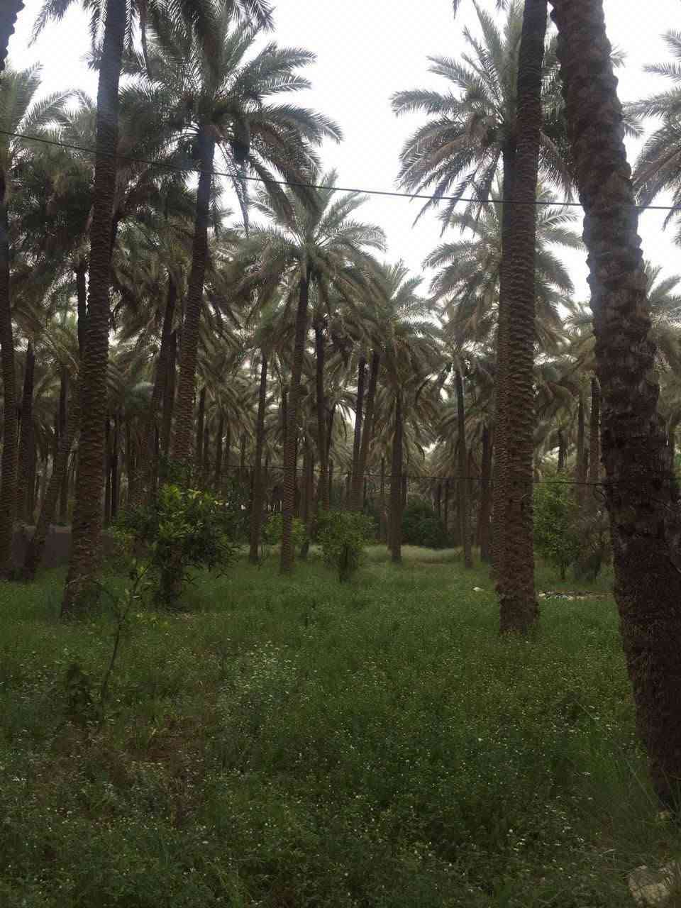 السلام عليكم ٦دونم للبيع مع دار في محافظة كربلاء الحسينيه الصلاميه تبعد عن الشارع العام ٥٠ طابو زراعي سند ٢٥ السند الأميري العثماني الوارد السنوي ١١مليون الاستفسار على الخاص او الاتصال على الرقم التالي ***********

