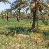 كربلاء • قرب الإمام عون • ٢ دونم