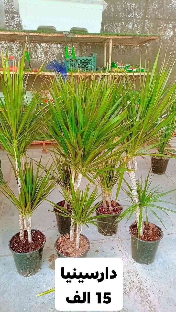 نباتات ظلية • اليوكا • دراسينيا