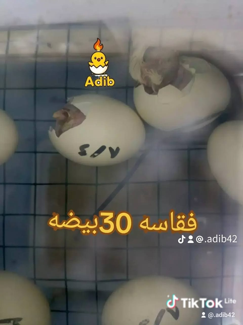 عرض الفقاسة 30 بيض
40 الف مع توصيل 🐣😊

نص مكتوب في الصور:
- ***********
- TikTok Lite
- @.adib42
- Adib @.adib42 TikTok Lite @.adib42
- Adib
- عرض فقاسه ٣٠ بيضه مستمر ٤٠
- الف مع توصيل
- Tik Tok Lite
- Adib فقاسه 30بيضه @.adib42 Tik Tok Lite @.adib42