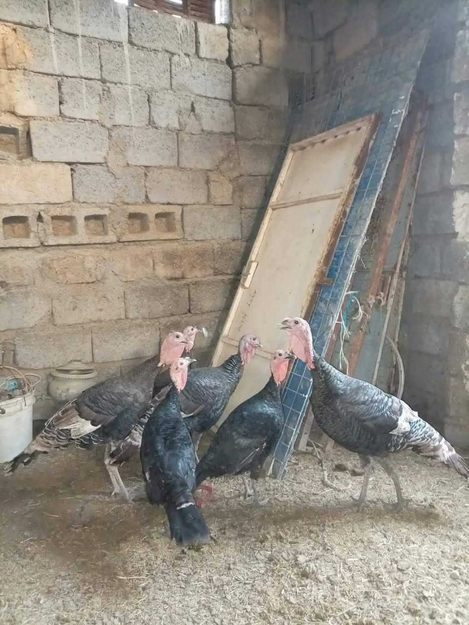 كائنات غريبة • للبيع