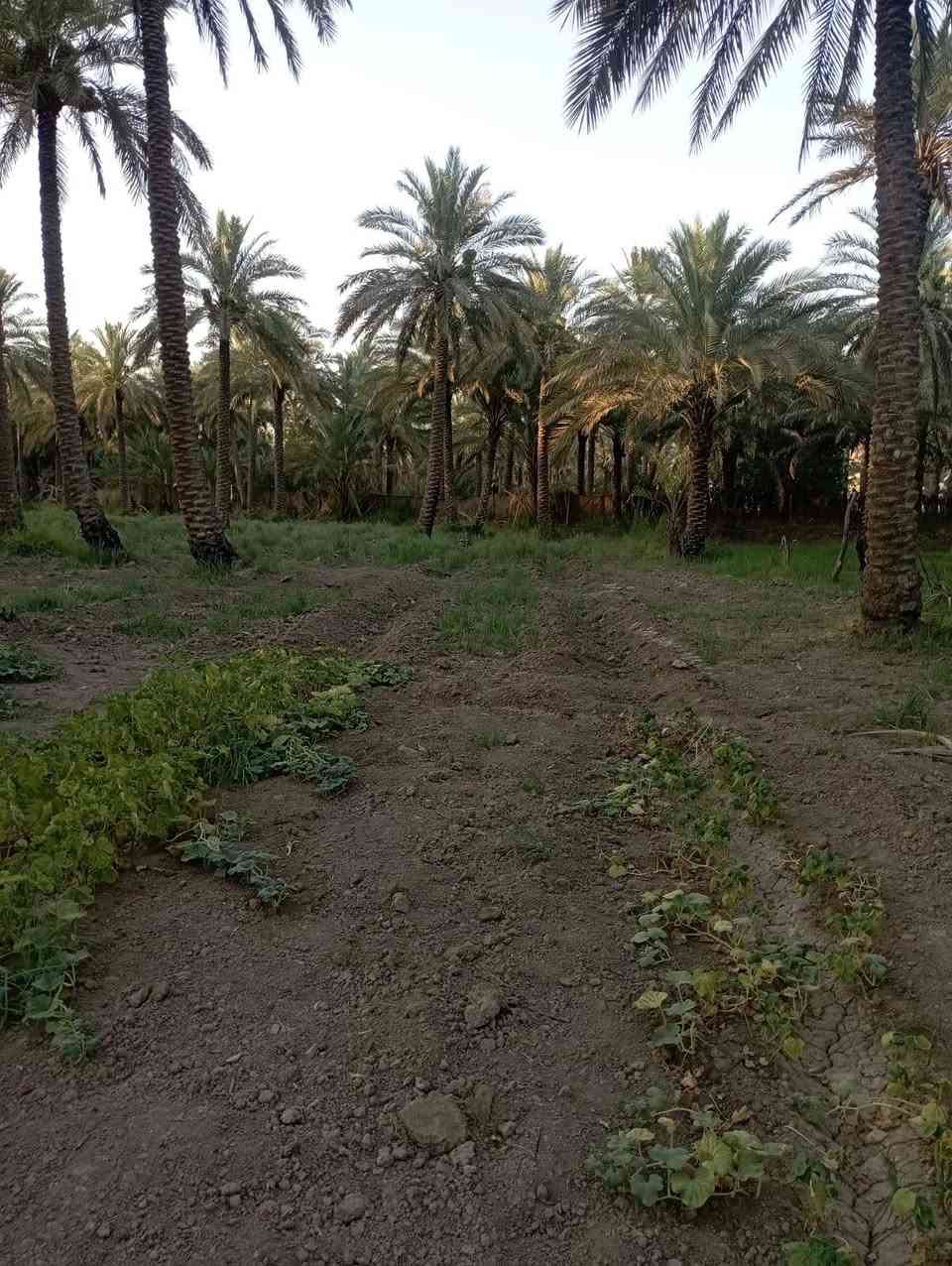 يا الله سلام عليكم يتوفر قطع ارض مساحتها نصف دونم موقع مميز قرب سيطرت الاثار تبعد عن شارع حله بغداد مسافة 300متر سعر 55وبيه مجال للشراي الي يحب يتواصل رقم الهاتف وتساب *********** حلة, بابل
