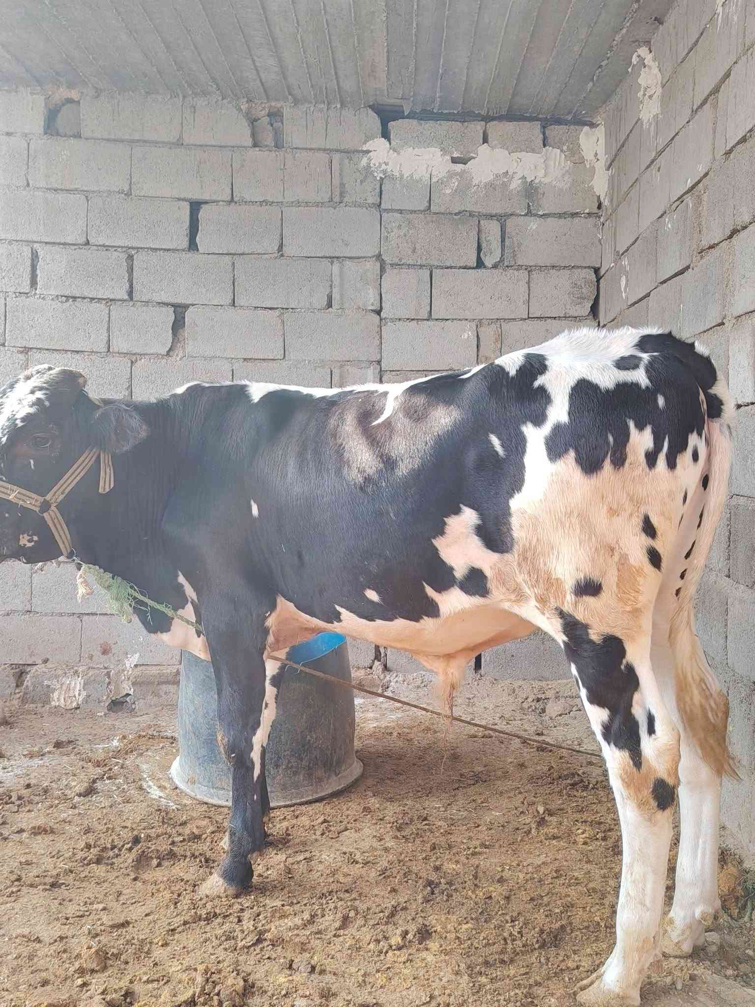 جوز حوالي • درجة أولى • اسديرة وسطى