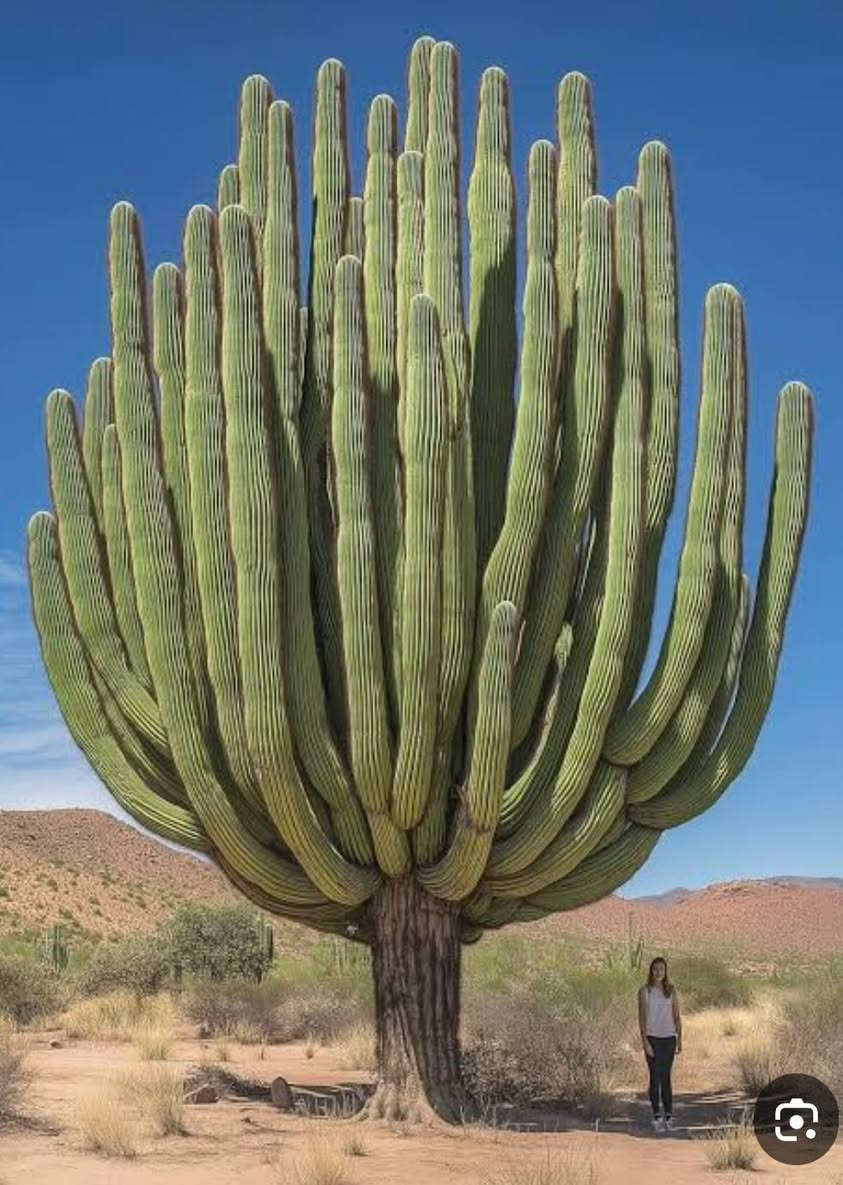 صباره 🌵 نوع امريكي للبيع

نص مكتوب في الصور:
- alamy