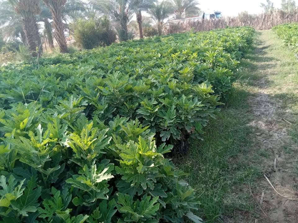 على بركة اله
🌞🌴.... البيع. شتلات تين ....🌴🌞🌴 
     🌞🌱تين اسواد تين بن مسلم🌱🌞🌱
     🌞 🚨.  المكان    بابل.      الكفل.🚨🌞
     🌞 جمله فقط
     🌞 جمله فقط
     🌞جاهز الزراعه 🌴🌴
     🌞اقل كميه ١٠٠ شتله 
     🌞التصال ***********📞📞
     🌞رتفاع متر. وأكثر🎄🎄 . حجم سندانه كيلوين 
     🌞ملاحظه. الشراي. يتصل🪩🪩
