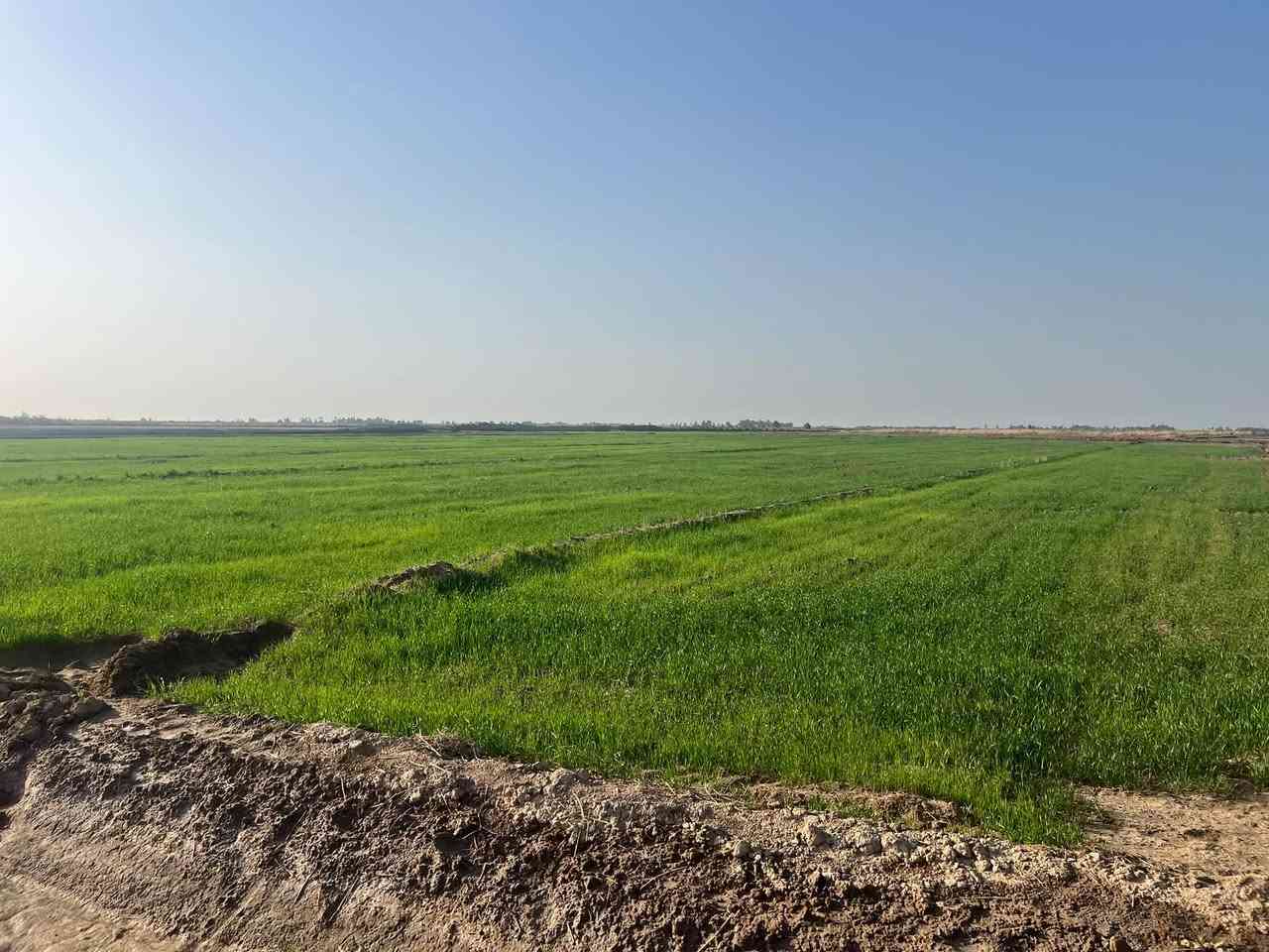 أرض زراعية • ٤٠ دونم • بين النصر والرفاعي