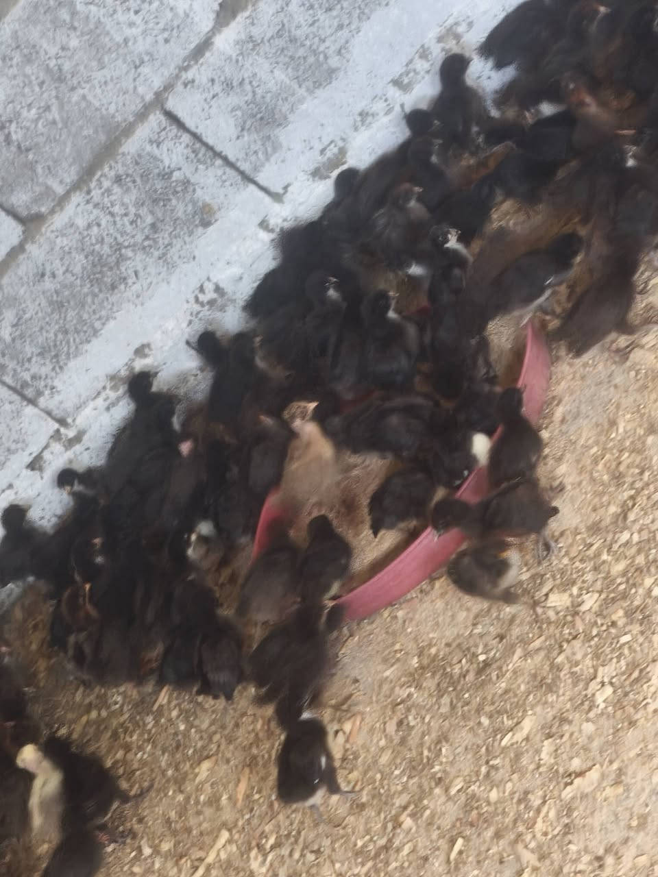 ماشاءاللە تبارک اللە
جوجکەی ئەتاکس و مل  ڕووت بەردەستە
تەمنان  پانرە  ڕۆژە  ساغ و تەندروست 

هەرزانترین سیعر  شوێن  زەرایەن 
***********
***********
