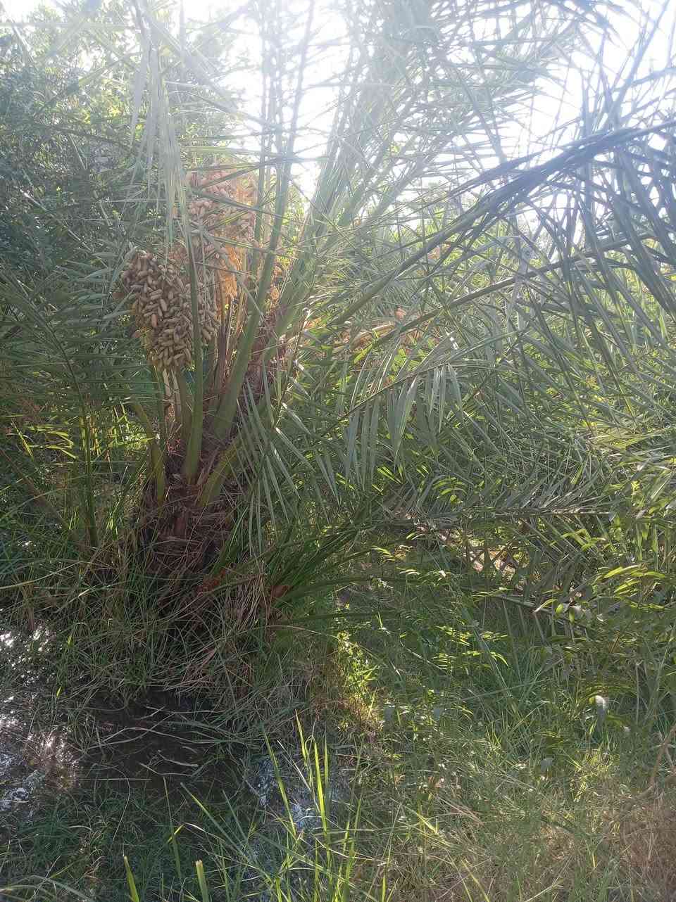 يوجد لدينا كافه انواع فسائل النخيل باجود الانواع واكثر رغبه في قلوب الاحبه يوجد لدينا انواع كثيره منها الخياره والمجهوله والبلكه والبربن وكثير غيرها وسيده التمر والملك النوعيه البرحي للسوال او الاستفسار الاتصال على الرقم ***********
