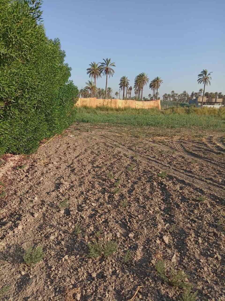 🌿 دونم زراعي للبيع  🌿

فرصة مميزة لامتلاك دونم زراعي بسند 25، مع تحويل رسمي مباشر باسم المشتري.

📍 الموقع:
طويريج – الرشيدة، قرب سيطرة 19 على طريق محمد العابد، ويبعد أقل من 300 متر عن الشارع المبلط.

✅ جميع الخدمات متوفرة.
✅ موقع مناسب للسكن أو الاستثمار.

📞 للتواصل:
اتصال أو واتساب: *********** كربلاء, العراق
