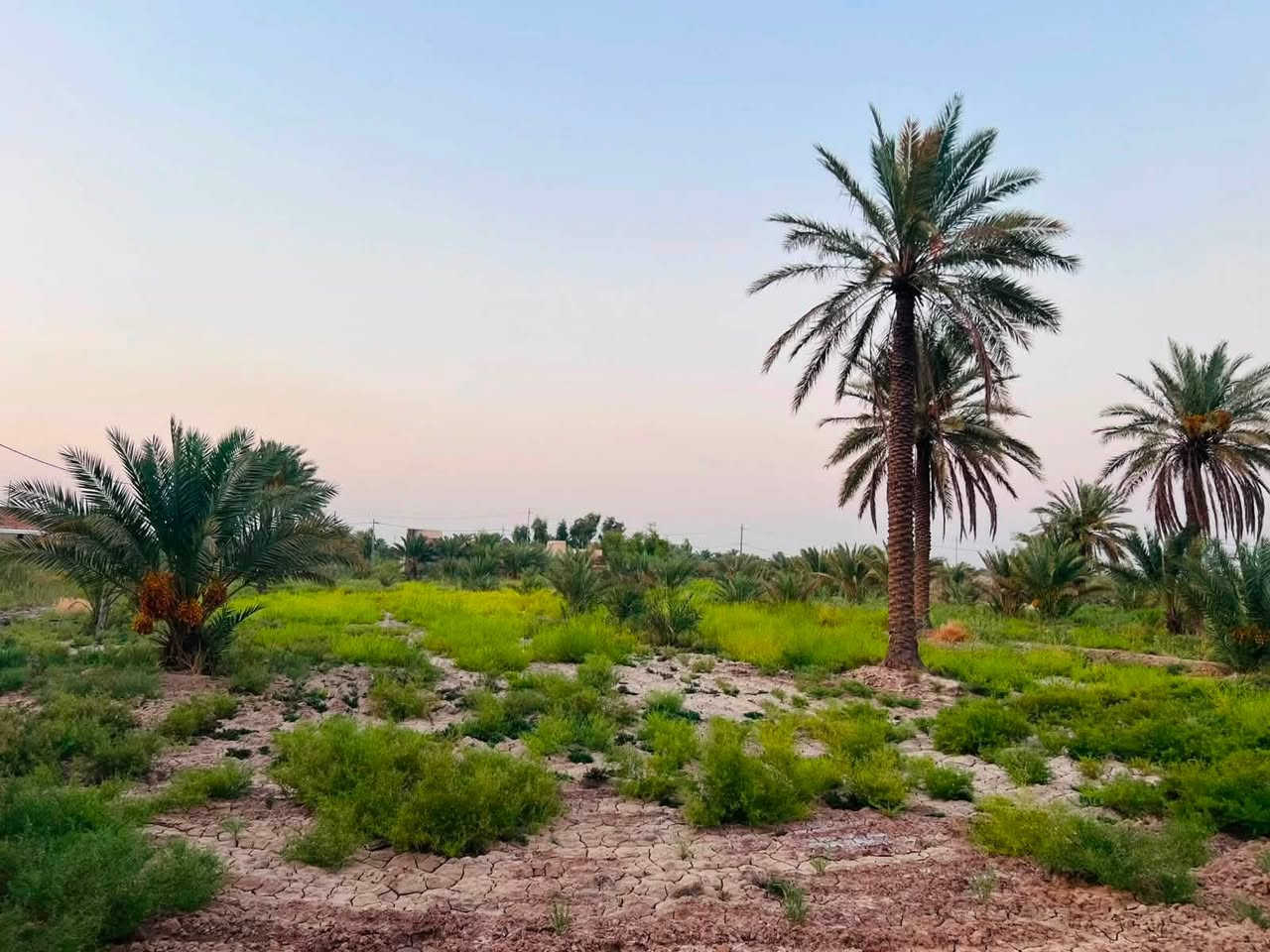 السلام عليكم 
عرض مايتفوت السعر بلاش البلاش
ارض دونمين معه بيت نضيف جاهز لسكن
كافه الخدمات متوفره وبيهه نخيل انواع مشكل
ماء اساله ونهر بضهر الارض
كهرباء بصفهه
تبليط ابابهه عرضه 10 متر
جاهزة لسكن ولزراعه
العنوان الكفل ام نعجه تبعد عن جسر الكفل كيلوين
او طريق نجف كربلا عمود 256
استفسار اكثر 
***********
