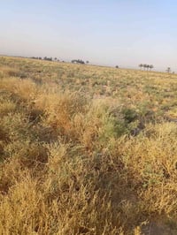 ارض زراعية للبيع في شيشبار اللطيفية مقاطعة 32 جنابيين خلف مدرسة اغادير...