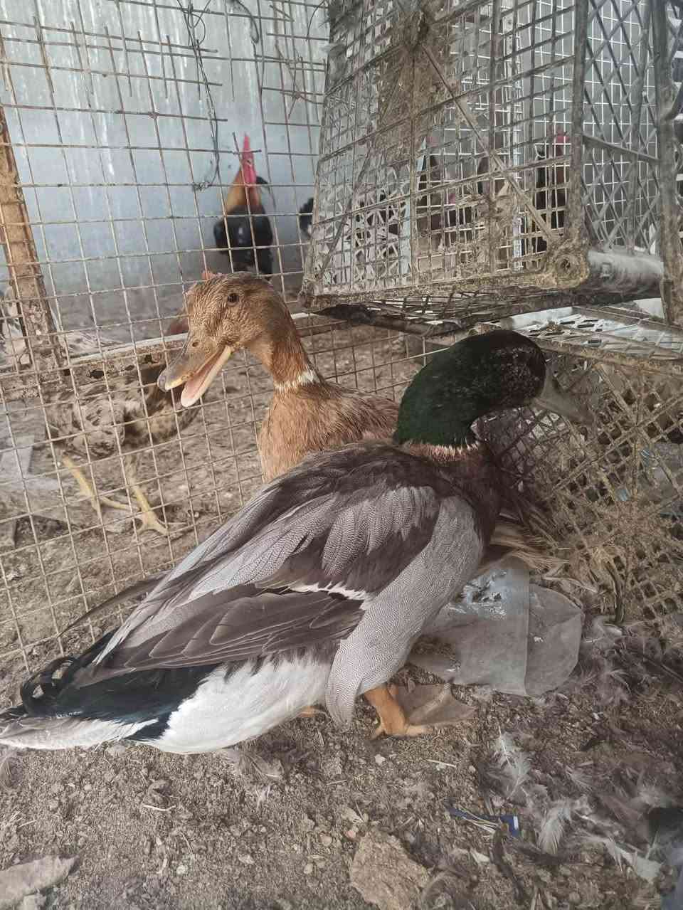 زوج خضيري بري • قرنه نهيرات