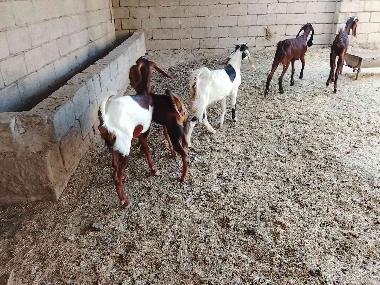 جذاع بنات سنه لبيع مكاني ديالى شهربان سعر 500الزوج وبيهن مجال ***********
