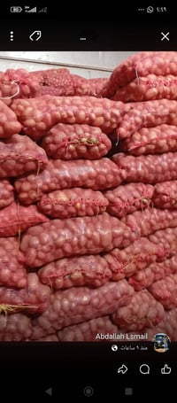 بطاطه • بورين ١٧ • جاهز للزراعة