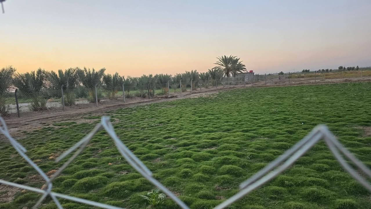 ٢٥دونم • طابو زراعي • طريق حله نجف