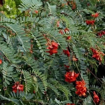 السلام عليكم متابعينا 🤍.
بمناسبه الموسم الربيعي توفرت شتلات جديده من الاكاسيا الحمراء 🍁🌺

ارتفاع متر واكثر تقريباً ✨🪻
السعر ١٢  الف 🍄

الوصف النباتي بالأسفل🩵

شجرة معمرة دائمة الخضرة سريعة النمو، 
 مزهرة في الربيع الازهار 
 تصل الى طول 15 م  تحتاج إلى اشعة شمس كاملة او جزئية وتربة رطبة خصبة جيدة الصرف وتتحمل الجفاف لفترات طويلة التكاثر بالبذور 
من فوائدها الطبية 
الاوراق المكسرة تستعمل لعلاج الالتواء والتورمات و الروماتيزم 
اللحاء لعلاج الحكة و المغص والسكري والحمى و منشط ،
عصير الازهار يخفف من قتامة الرؤيا 
الجذر يستخدم لعلاج الملاريا  
📍 متوفر توصيل لجميع محافظات العراق 🚗 🚗 
📍 للحجز والاستفسار يرجى مراسله الصفحه او مراسلتنا على واتساب من خلال الرقم:
***********
