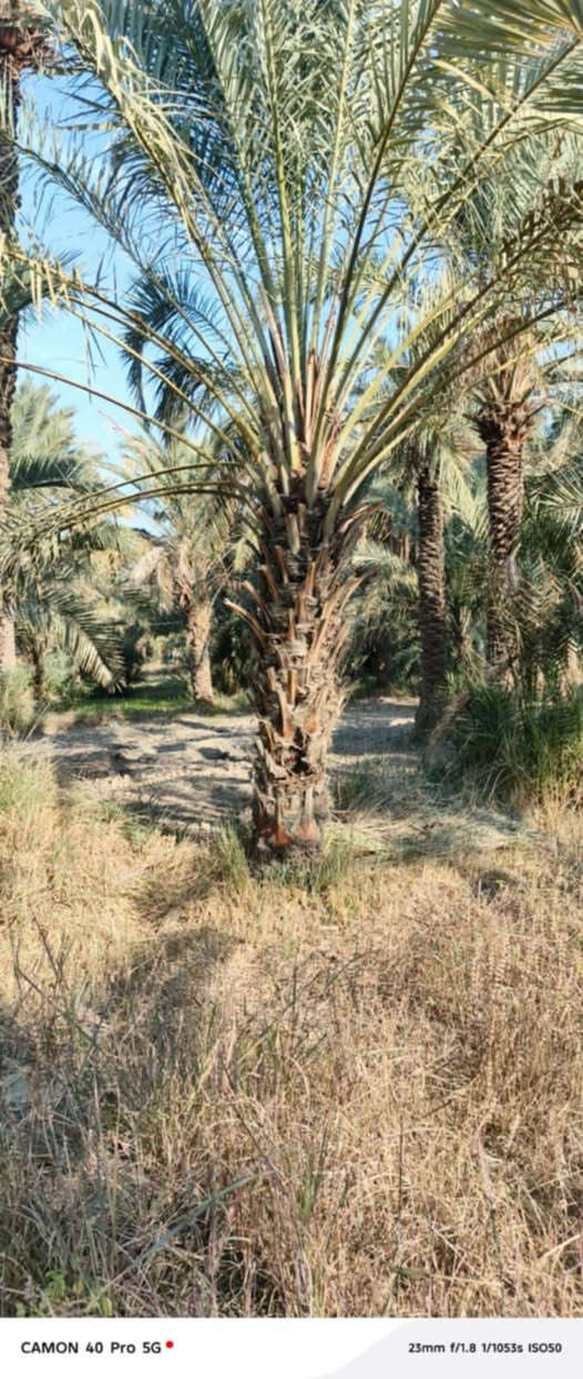 بستان للبيع
المساحة دونم 
يحتوي على أكثر من نوع من النخيل

كامل الخدمات
ماء اسالة و ماء سقي
كهرباء
شارع عريض

السديناوية / قرب مدرسة سيد محسن الغرابي

للاستفسار *********** يتوفر واتساب
https://chat.whatsapp.com/DAUdXFm5YqX38v3lRTvPuk

نص مكتوب في الصور:
- CAMON 40 Pro 5G 23mm f/1.8 1/2275s ISO51
- CAMON 40 Pro 5G 23mm f/1.8 1/1053s ISO50
- CAMON 40 Pro 5G 23mm f/1.8 1/1370s ISO50
- CAMON 40 Pro 5G 23mm f/1.8 1/1422s ISO50
- CAMON 40 Pro 5G 23mm f/1.8 1/1185s ISO50