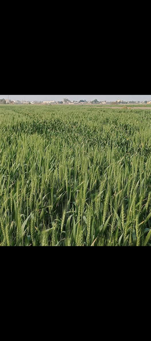 للبيع بذور حنطه عربيه بت المغلف اتعهد تعهد بيهن مشروطات من كاعي المكان الناصريه قظاء الفجر رقمي ***********
