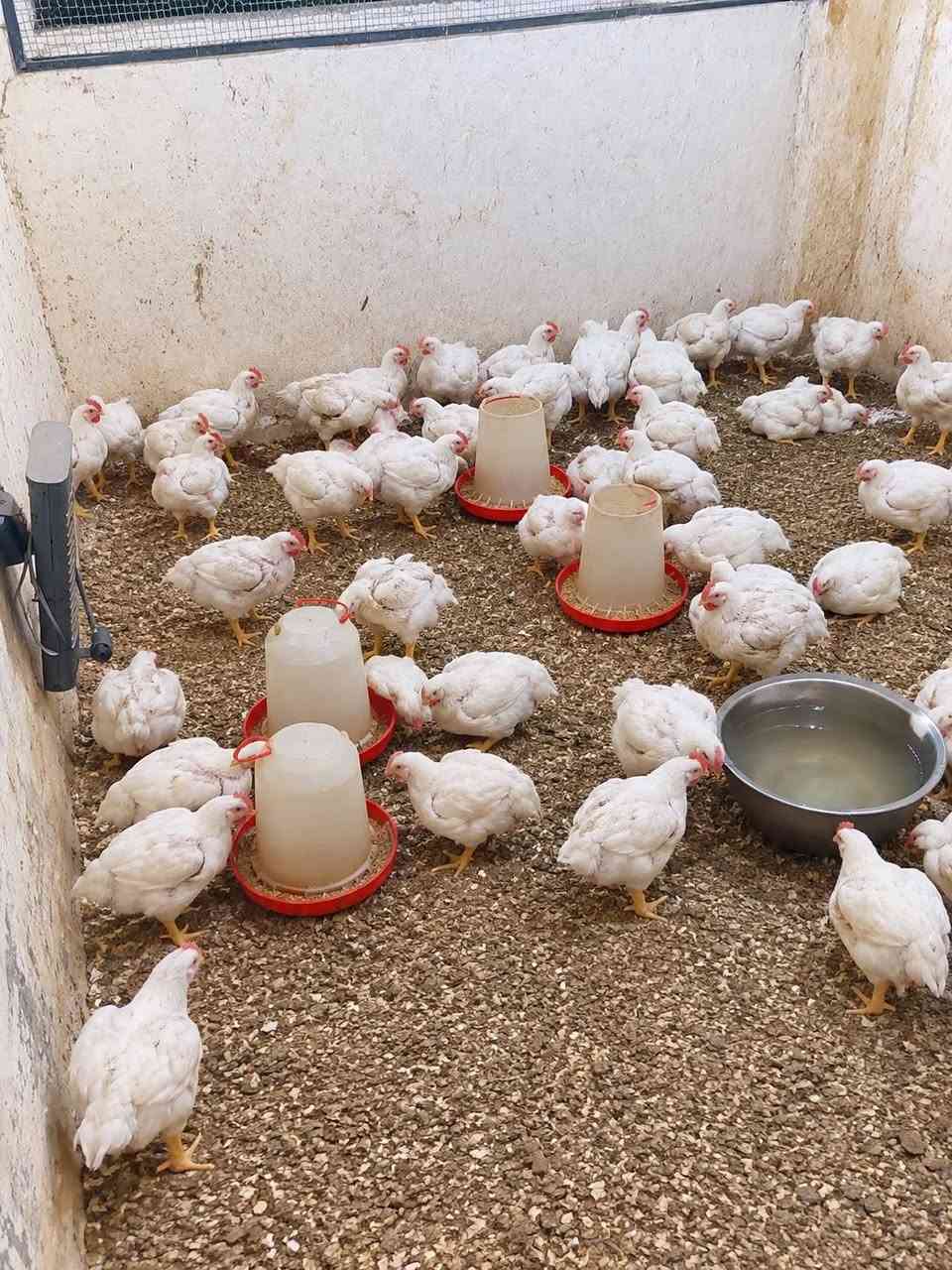 مطعم جاهز • مشويات مسكوف • كربلاء الجاير