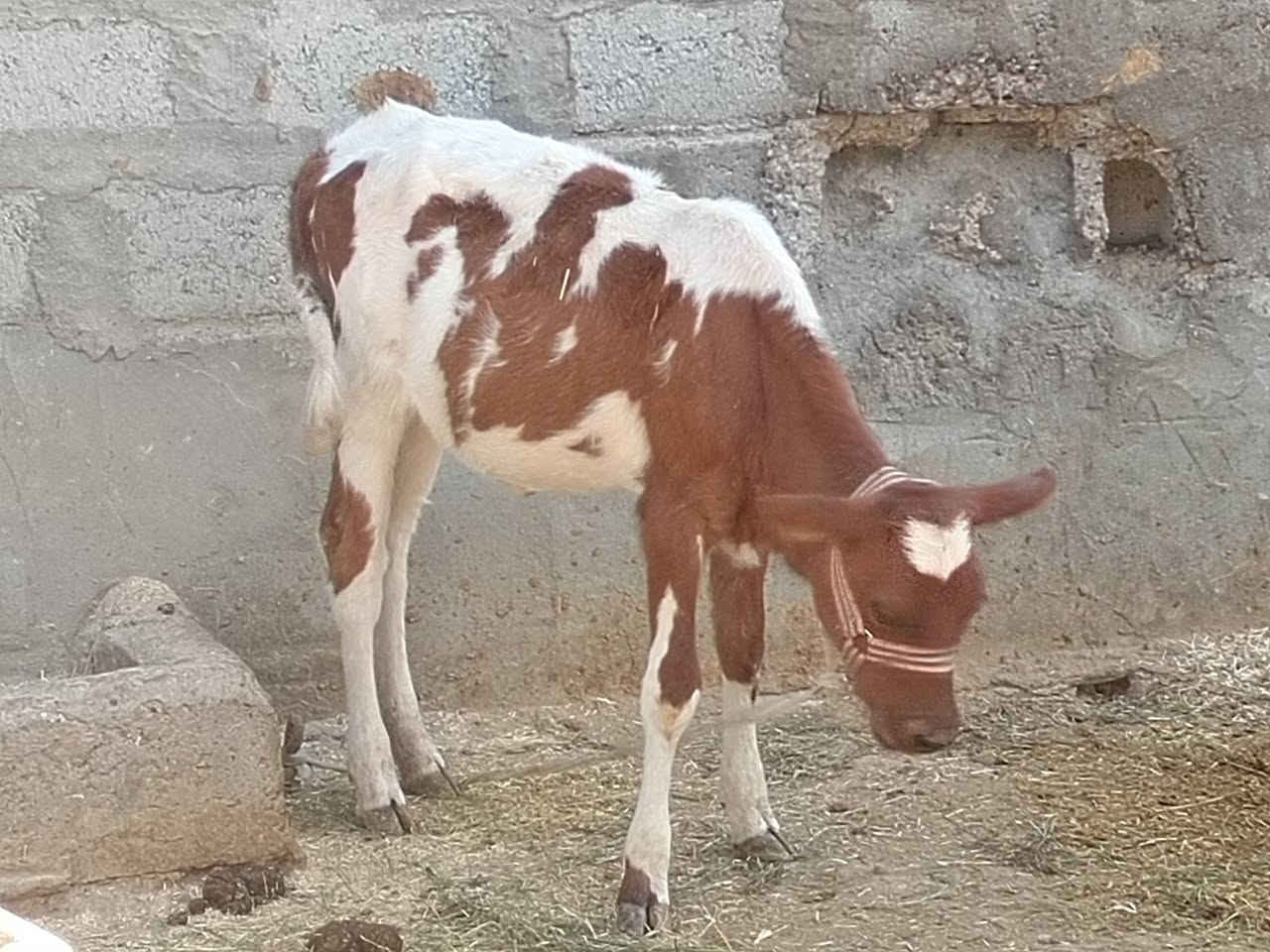 جوز حوليات • ٦ أشهر • ٥ أشهر