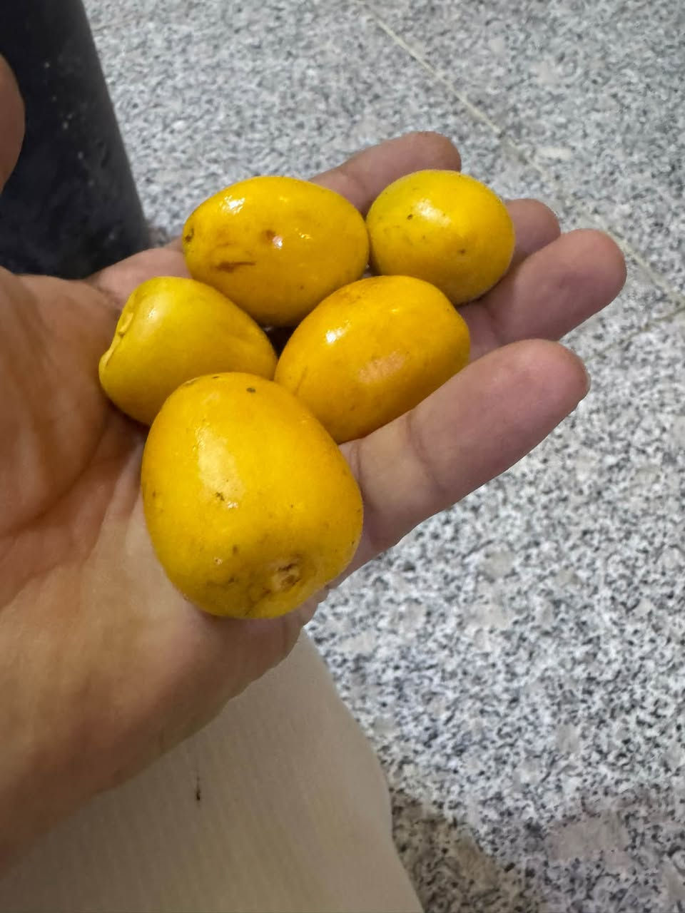 فسايل • عبد الهادي • ديالى