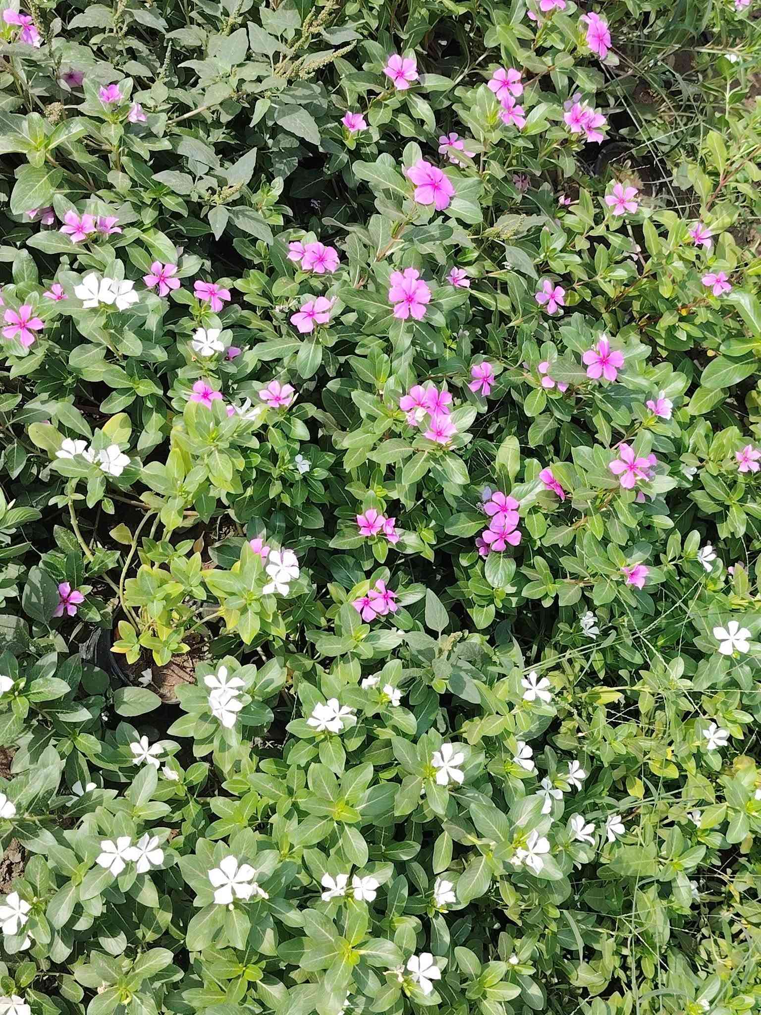 مشتل الأخوين • جوري عطري • ياسمين متسلق