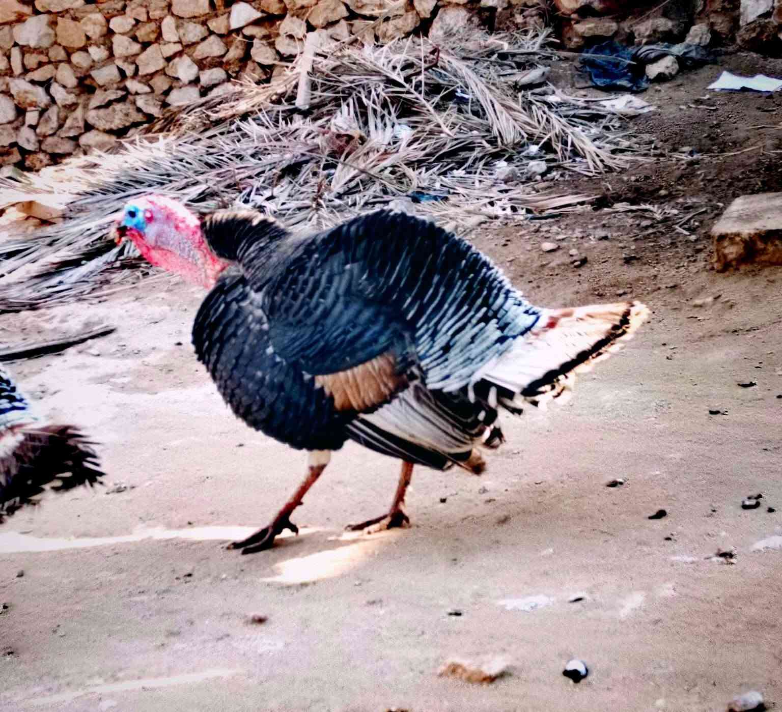 ديوكة فسيفس • ٧ كيلو • نثاية ٤ ونص