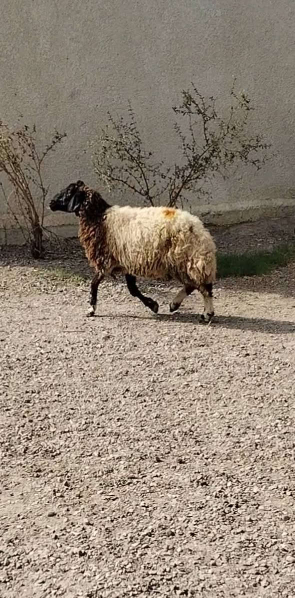 نعجة • ٣ أشهر • بغداد التاجي