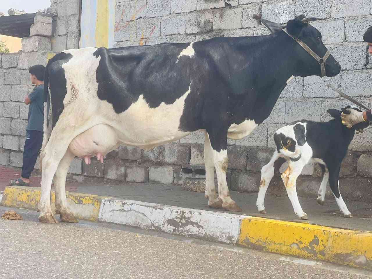 بقرة • حليب فول • ناحية الزاب