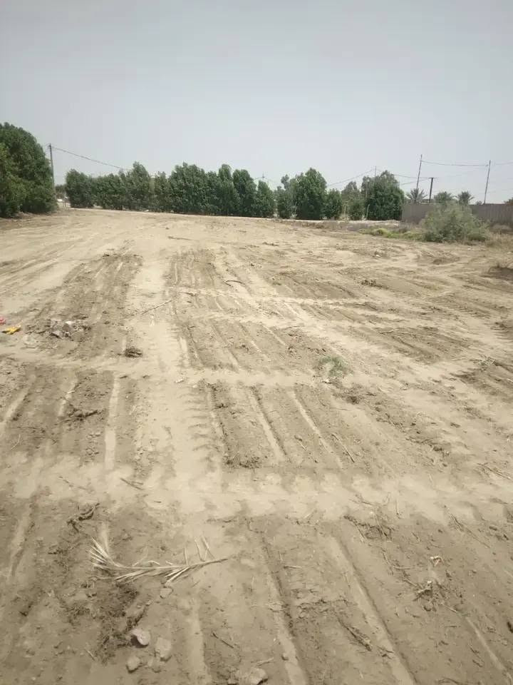 نص دونم • طابو زراعي • سند ٢٥