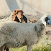 غنم مضاريع • ١٢رأس • ملقحات