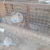 قفص غسيل سيارة • للبيع • الديوانية التقية