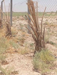دونم ونص • طابو زراعي • حي الحكيم طريق الحولي
