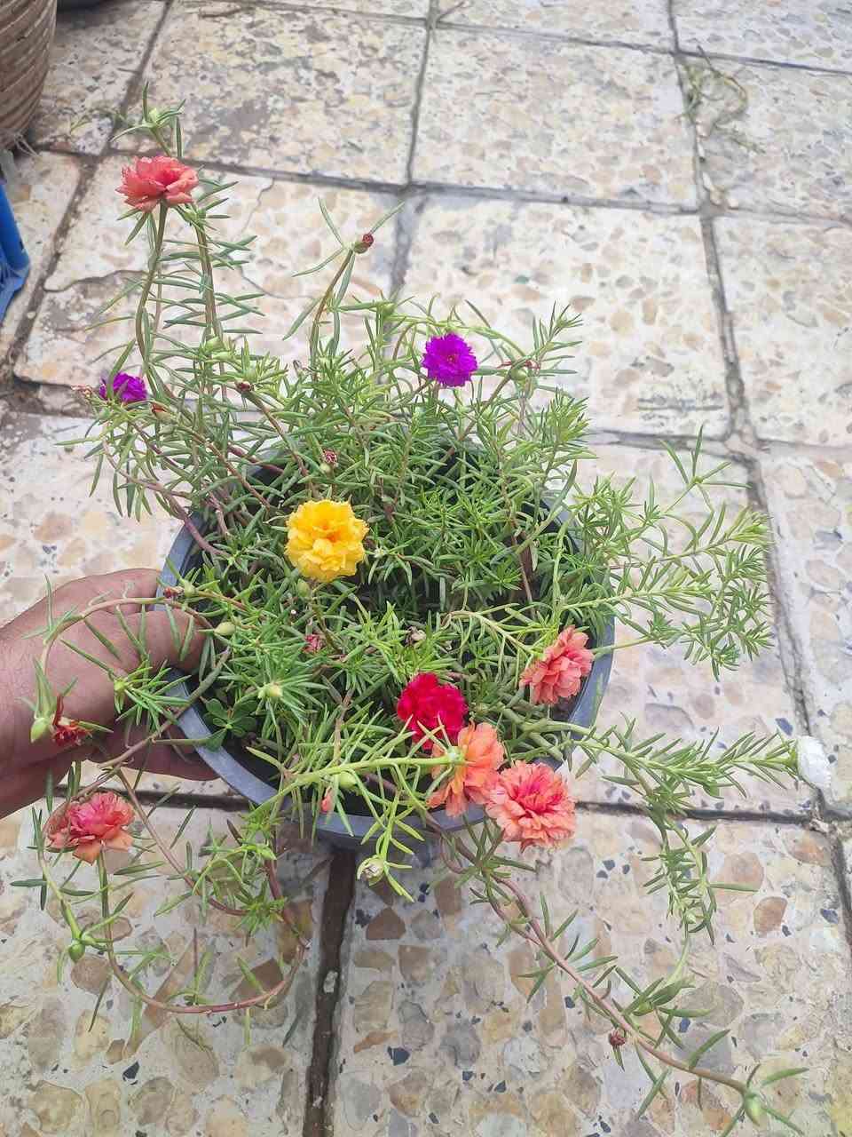 سندانه • حجم ٢٢ • توصيل