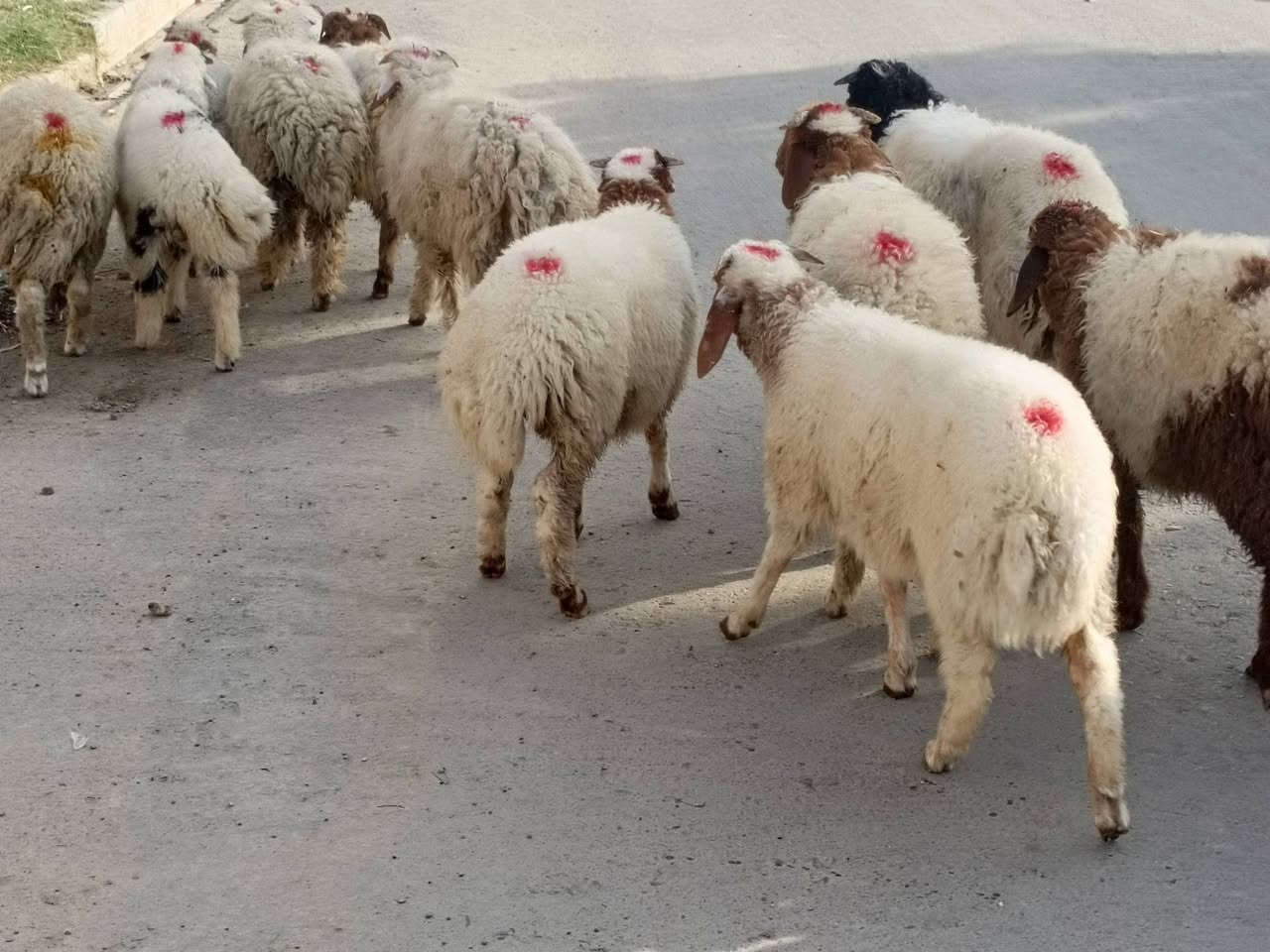 طليان ناصحات • ١٥ • حي العصري