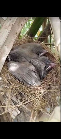 بلابل • افراخ • رميثه