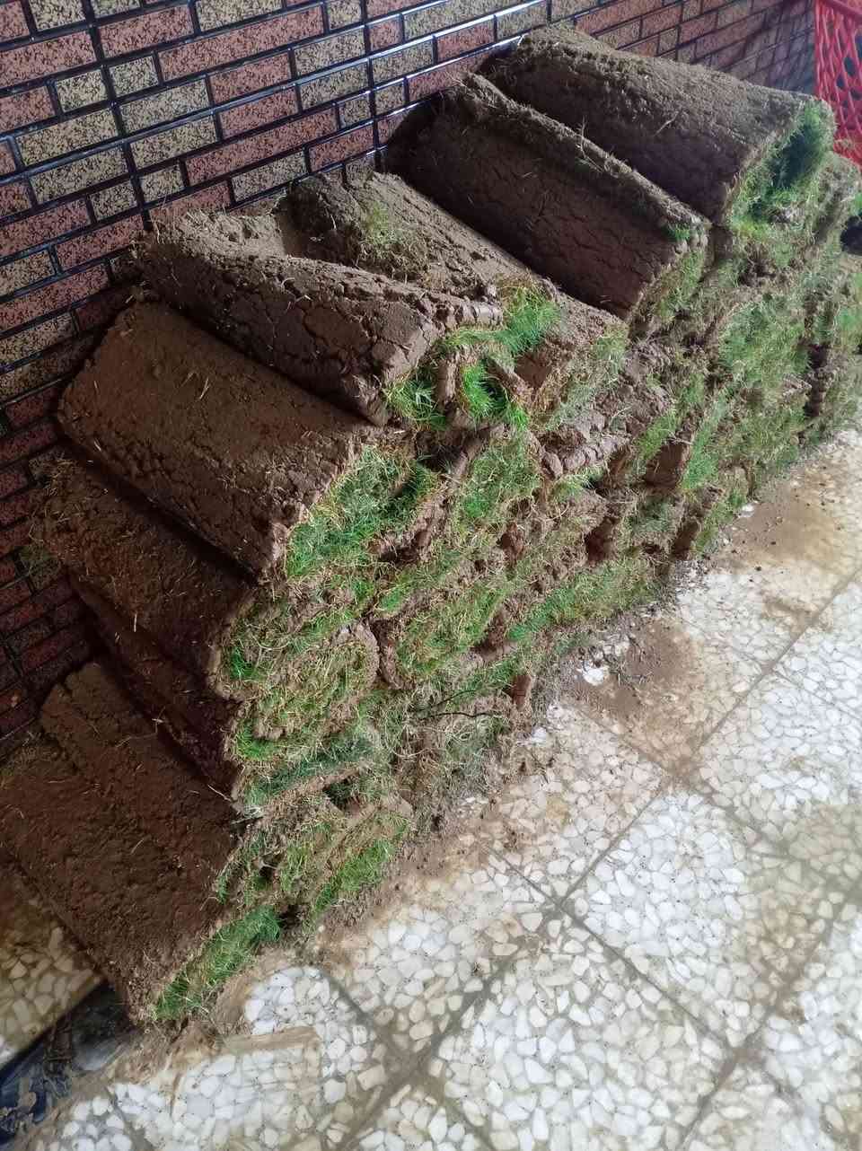 ثيل هولندي • ٤٠ قطعة • أصلي