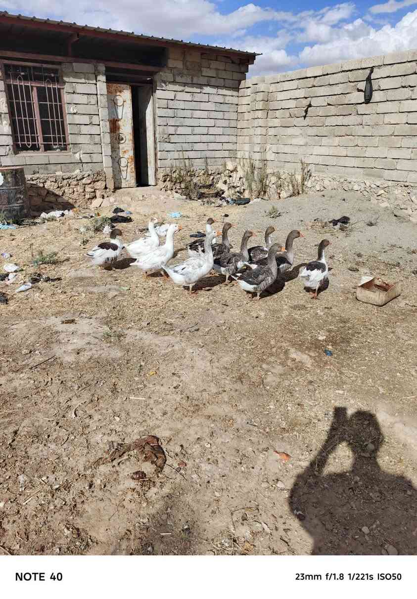 للبيع سعر الزوج ٥٠ ألف
***********
