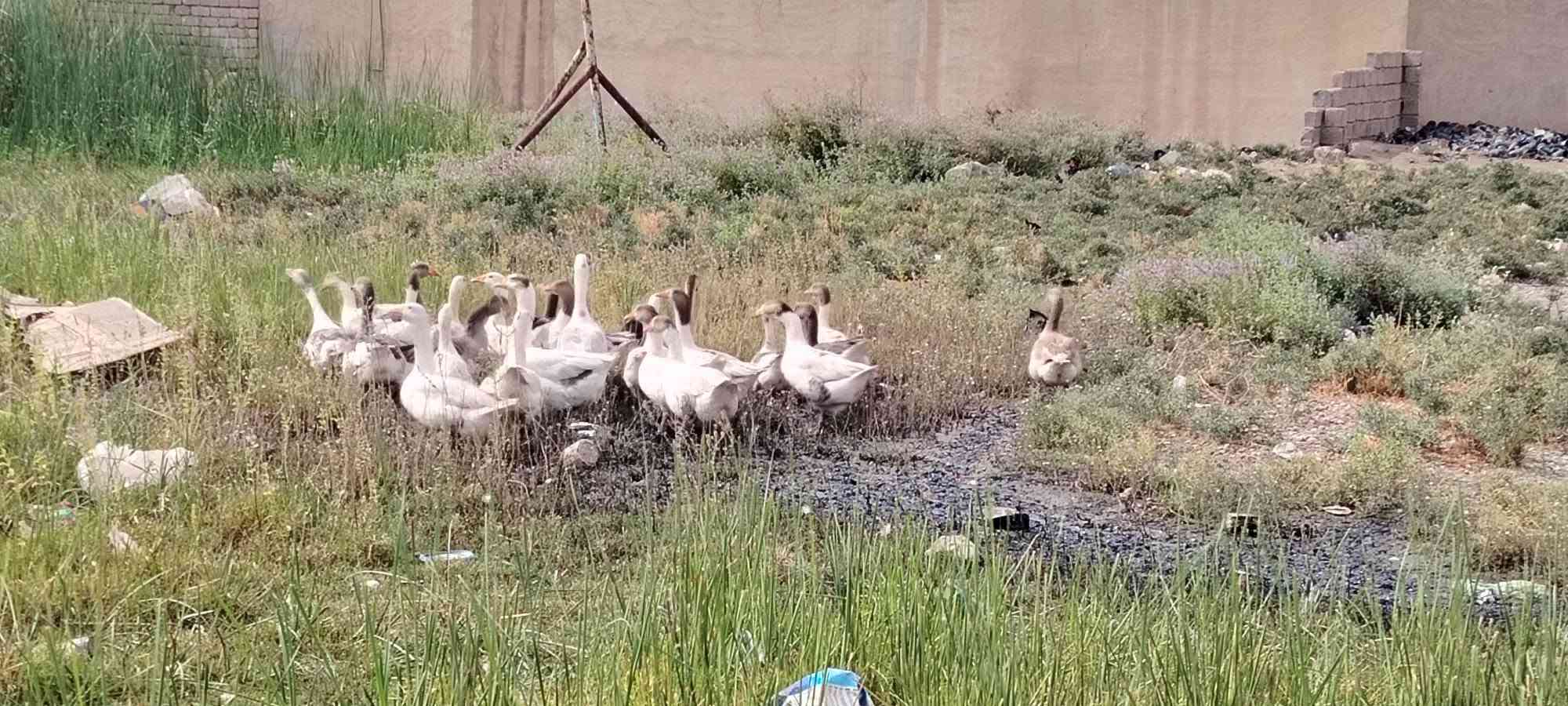 فراريج • غاز • الشرقاط