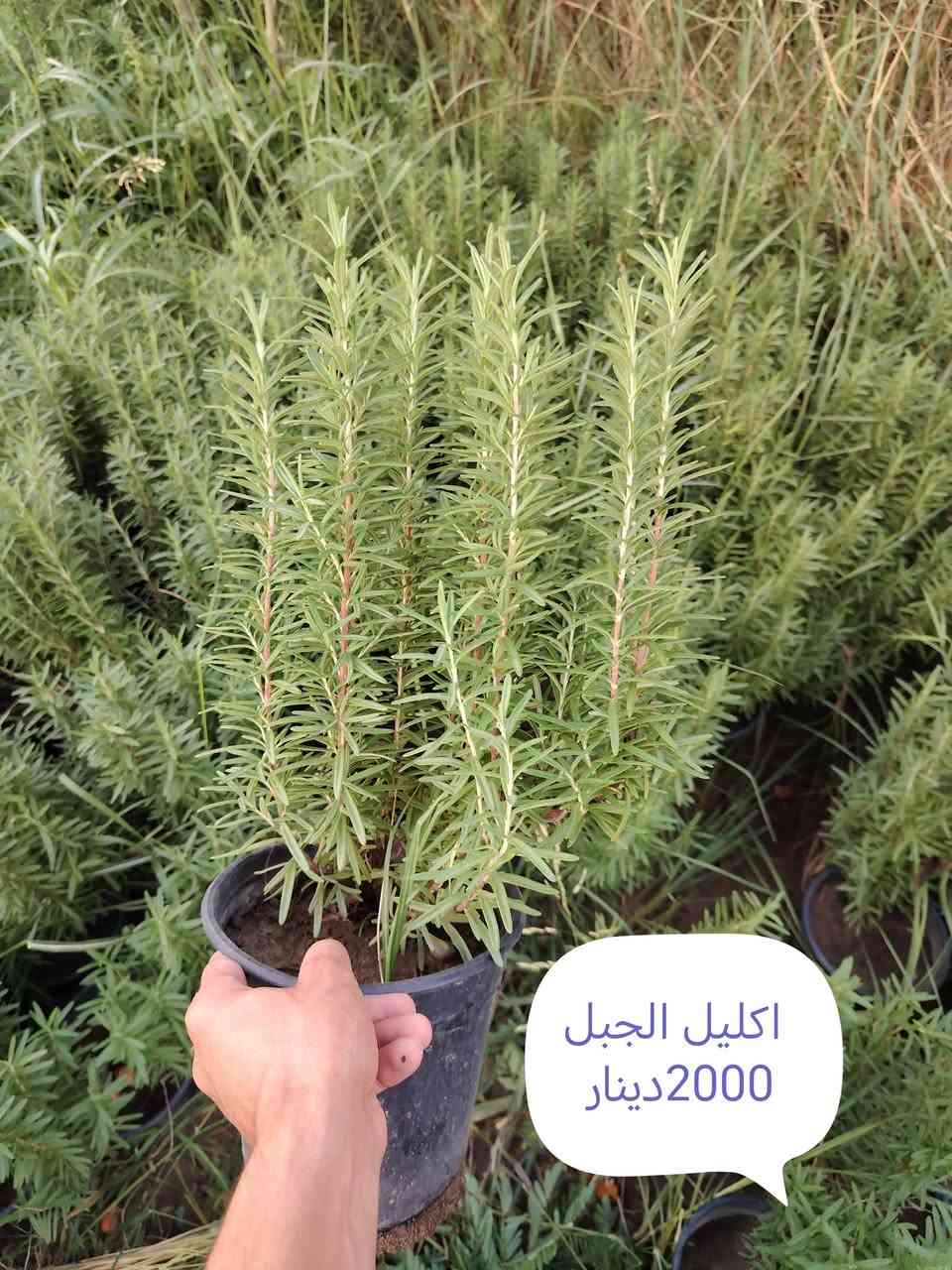 بخور • توصيل • زيتون اسباني