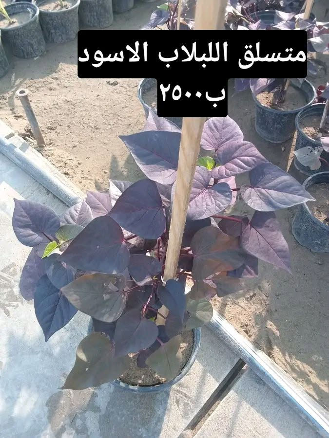 التوصيل داخل بغداد فقط 
للطلب *********** واتساب

نص مكتوب في الصور:
- بتونيا الصحراء ب ٢٠٠٠ كل ٣ ب ٥
- زنبقه المطر ب٢٠٠٠ كل ٣ ب٥
- متسلق اللبلاب الاسود ب٢٥٠٠
- بتونيا الصحراء ابيض ب ٢٠٠٠ كل ٣ ب ٥
- بتونيا قزمي وردي ب ٢٠٠٠ كل ٣ ب ٥