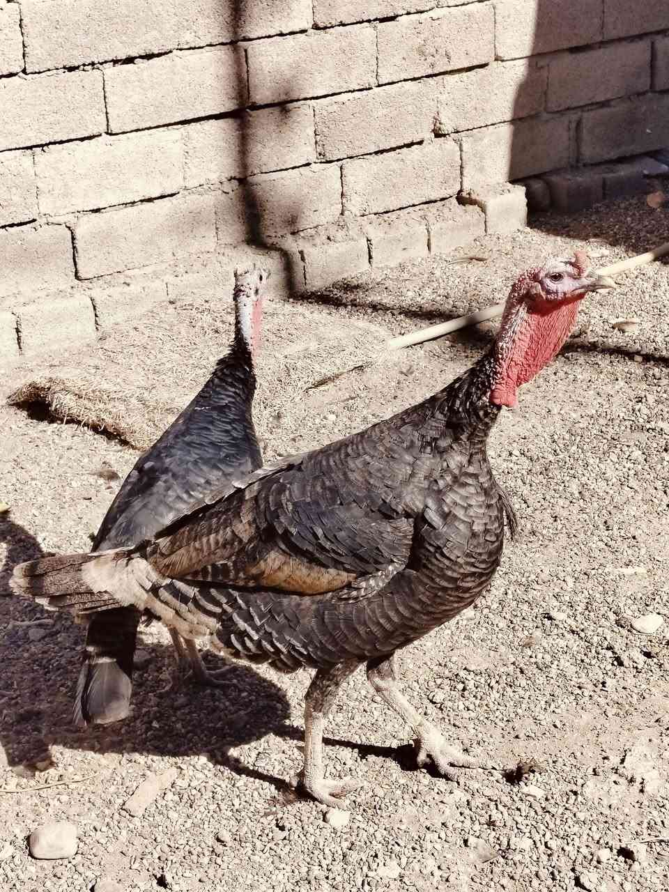 علو