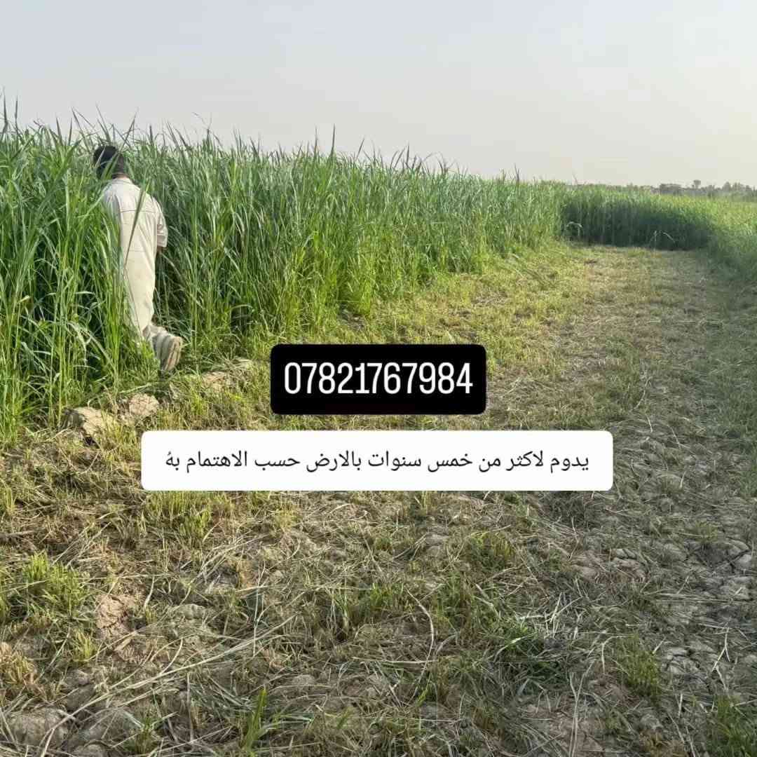 السلام عليكم ورحمة الله وبركاته

جملتنا هي الأفضل تعمل في خدمتكم

إلى أصحاب المحلات #التجارية والمزارعون

يعلن #مكتب زراعة ابو علي 🏢 

عن توفر #البونيكام الاسباني  #والبرازيلي 

ذات فوائد درجه اولى
من حيث الحليب كثرة البروتينات التسمين

الأسعار #مناسبه و انخفاضيه

#متوفر بذور البونيكام الاسباني درجة اولى وتوجد خدمة توصيل 
للحجز على الواتساب فقط او الاتصال على الارقام التالية 👇

                ***********  مع #واتساب 

                ***********  مع #واتساب   
      
                                                                     #الواتساب للحجز 👇
  
https://whatsapp.com/channel/0029Vb72KV96GcGBE2jHjP0y
